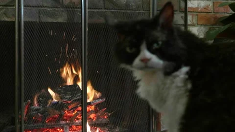 4K Cat Fireplace Close Up Fluffy Feline Christmas Crackling Fire Stock Footage 292857084