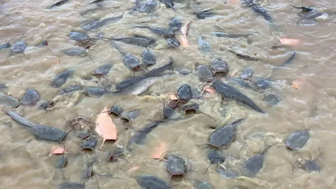 4k Cat Fish in the pond Stock Footage 145822469