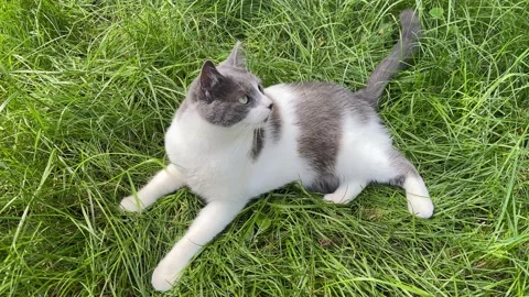 4k The cat laying in the grass and looking up. Stock Footage 158360846