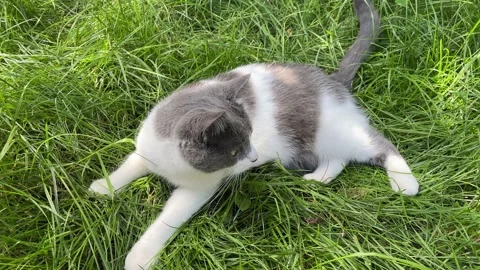 4k Cat laying in the grass and looking around. Stock Footage 158756736