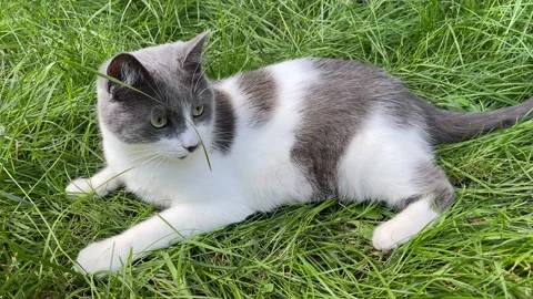 4k The cat laying in the grass and looking around. Video stock 158921019