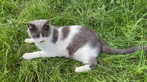 4k Cat laying in the grass and looking around. Stock Footage 160115854