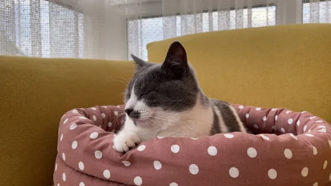 4k Cat lies in a pet bed, closes eyes and wants to sleep Stock Footage 154789699