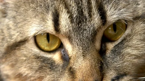 4k cat looking at camera angry look close up Stock Footage 50198431