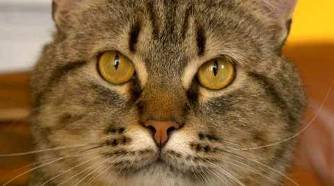 4k cat looking at camera close up and playing Video stock 50198043