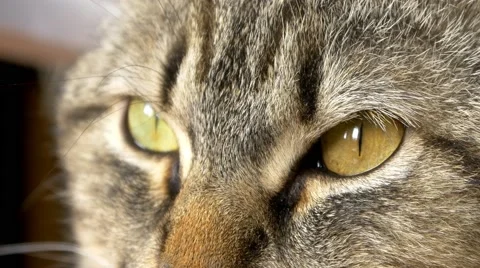 4k cat looking at camera Stock Footage 50199526