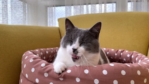 4k Cat lying in a cozy pet bed, yawns and stretches its paw. Video stock 154455495