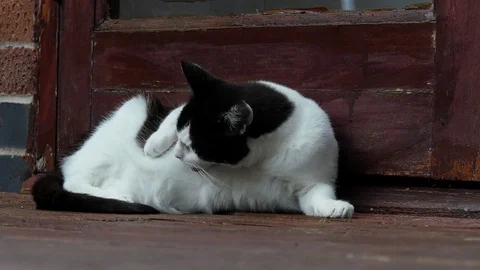 4K Cat Napping Stock Footage