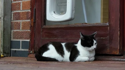 4K - Cat Napping Video stock 80552363