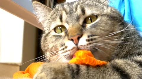 4k cat playing with blanket Stock Footage 50198930