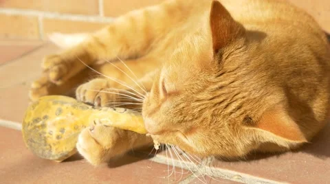 4k cat playing cute tiger look alike long whiskers cute beautiful fur UHD Stock Footage 47859920