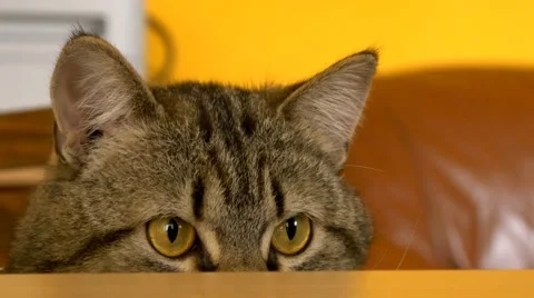 4k cat playing Stock Footage 49994561