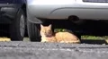 4k Cat relaxing under car in Encumeada region Madeira 4k or 4k+ Resolution