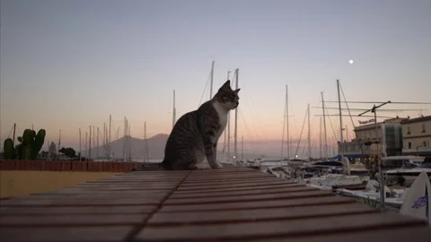 4k Cat stares ate camera and goes away in Naples, Italy Stock Footage 77973670