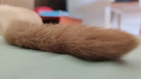 4K, Cat tail moving up and down Burmese breed domestic cat resting, 4K Stock Footage 122019182