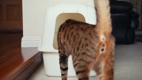 4K Cat Using Litter Box. Vidéo 82217830