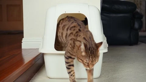 4K Cat Using Litter Box. Stock Footage 82241397