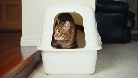 4K Cat Using Litter Box. Stock Footage 82242099