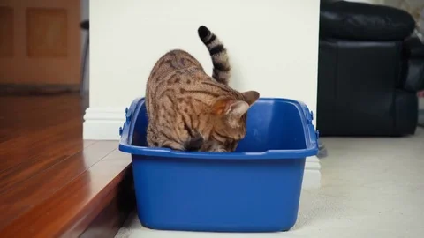 4K Cat Using Litter Box. Close-up view of Bengal cat inside open top litter box Stock Footage 82509847