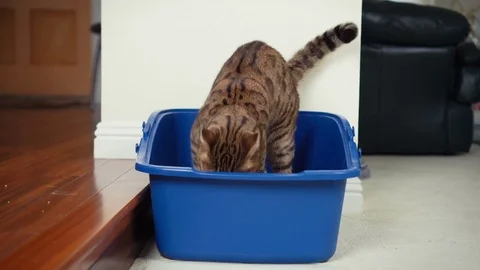 4K Cat Using Litter Box. View of Bengal cat digging inside open top litter box Stock Footage 82510050