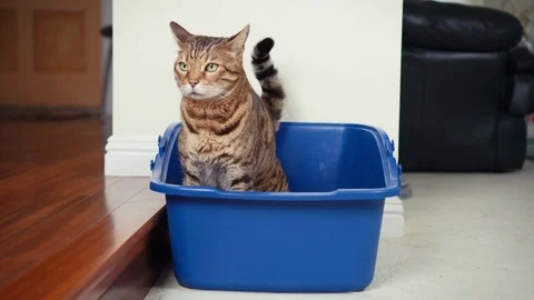 4K Cat Using Litter Box. Close-up view of Bengal cat inside open top litter box Vidéo 82510742