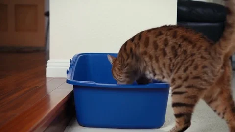 4K Cat Using Litter Box. Bengal cat entering open top litter box. Stock Footage 82511891