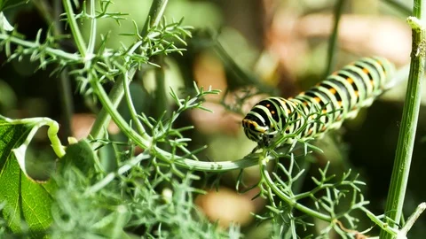 4K. Caterpillar of Papilio machaon eating fennel leaves, Foeniculum vulgare. Stock Footage