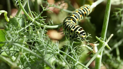4K. Caterpillar of Papilio machaon eating fennel leaves, Foeniculum vulgare. Stock Footage