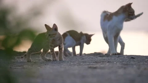 4K Cats and Kittens Stock Footage 141670307