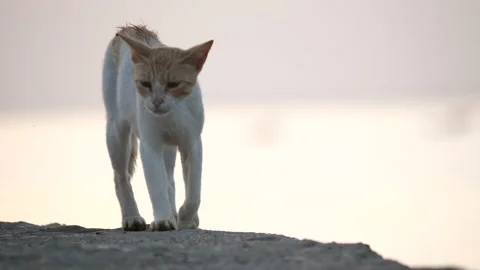 4K Cats and Kittens Video stock 141670341