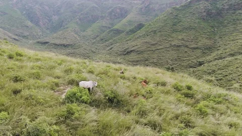 4k cattle resting in valley  Video stock 288819485