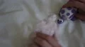 4K caucasian hand makes toy turtle and elephant talk to each other. SO CUTE 4k or 4k+ Resolution