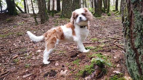 4K - Cavalier King Charles Spaniel Stock Footage 115695915