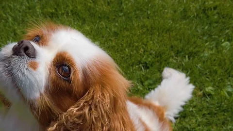 4K - Cavalier King Charles Spaniel Blenheim Stock Footage 129080478