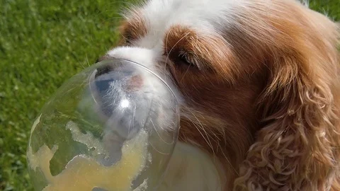 4K - Cavalier King Charles Spaniel Blenheim - the usual greedy Stock Footage 129080540