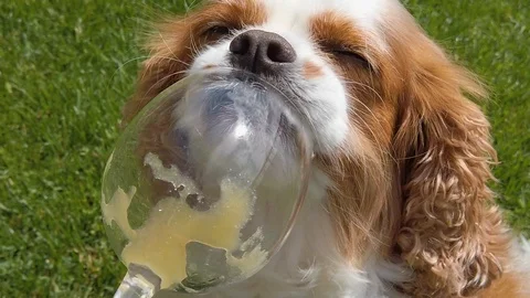 4K - Cavalier King Charles Spaniel Blenheim - the usual greedy Stock Footage 129080667