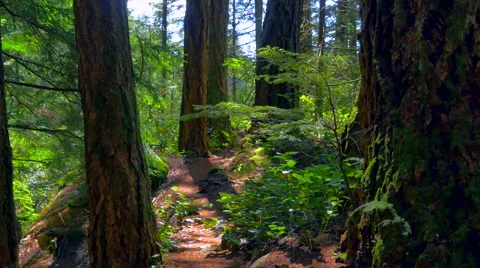 4K Cedar Trees and Moss and Pacific Rain Forest National Park, Spring Season Stock Footage 66587204