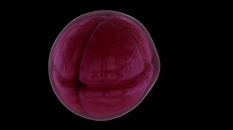 4K Cell Division. 3D Cellular Division Under Microscope. Meiosis and mitosis. Stock Illustration