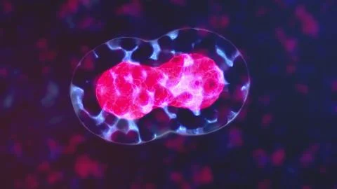 4K Cell Division. Cellular Division Under Microscope. Meiosis and mitosis Illustrazione stock