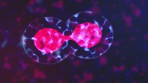 4K Cell Division. Cellular Division Under Microscope. Meiosis and mitosis Stock Illustration
