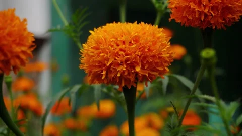 4K Cempasúchil Close-Ups: Nature's Perfection Video stock 252106248