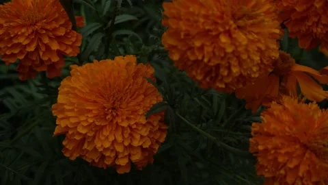 4K Cempasúchil Video: Perfect for Creative Projects Stock Footage 252106394