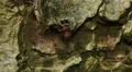 4K Checkered Beetle (Enoclerus nigripes) 1 4k or 4k+ Resolution