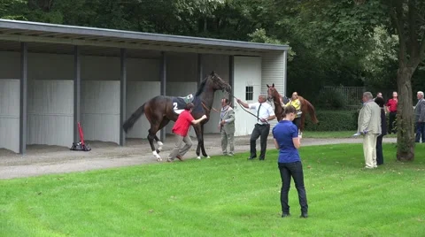 4k Checking race horses before the race Stock Footage 40109347