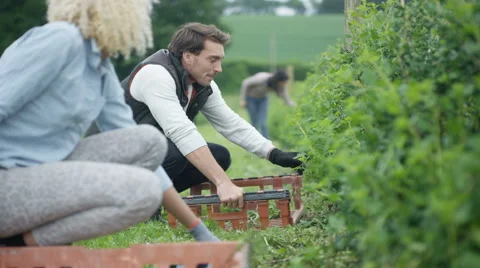 4K Cheerful farm workers working together in the field to harvest crops Stock Footage 64509052