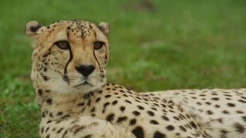 4K - Cheetah – close shot lying on grass. Africa predator mammal safari Stock Footage 111329869