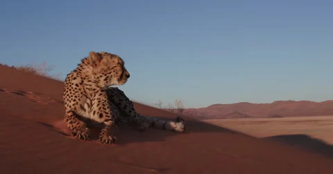 4K Cheetah looking at camera and lying on the red sand dunes of the Namib desert Stock Footage 64694306