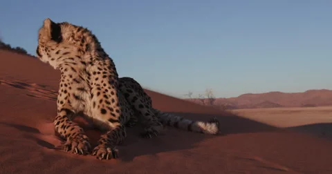 4K Cheetah lying down and licking paws on the red sand dunes of the Namib desert Video stock 64711468