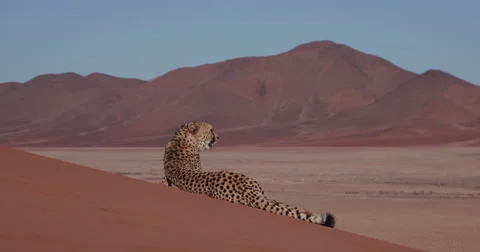 4K Cheetah lying on the red sand dunes of the Namib desert Stock Footage 64694219