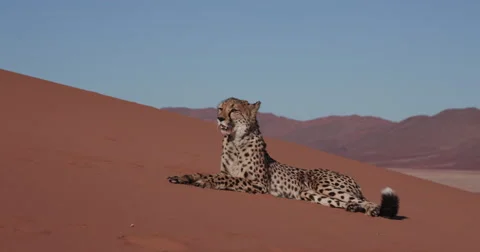 4K Cheetah lying on the red sand dunes of the Namib desert Video stock 64694244